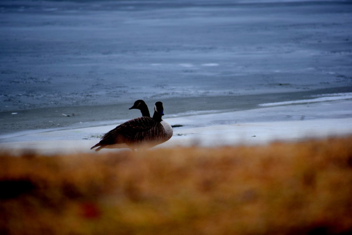 Canada Goose - ML541235051