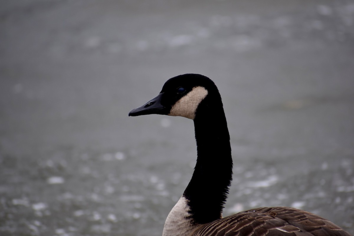 Canada Goose - ML541235111