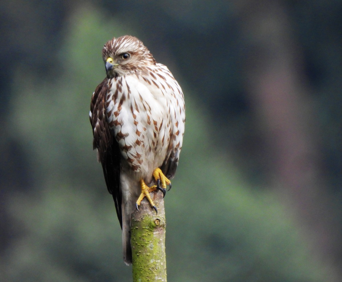 Broad-winged Hawk - ML541236991