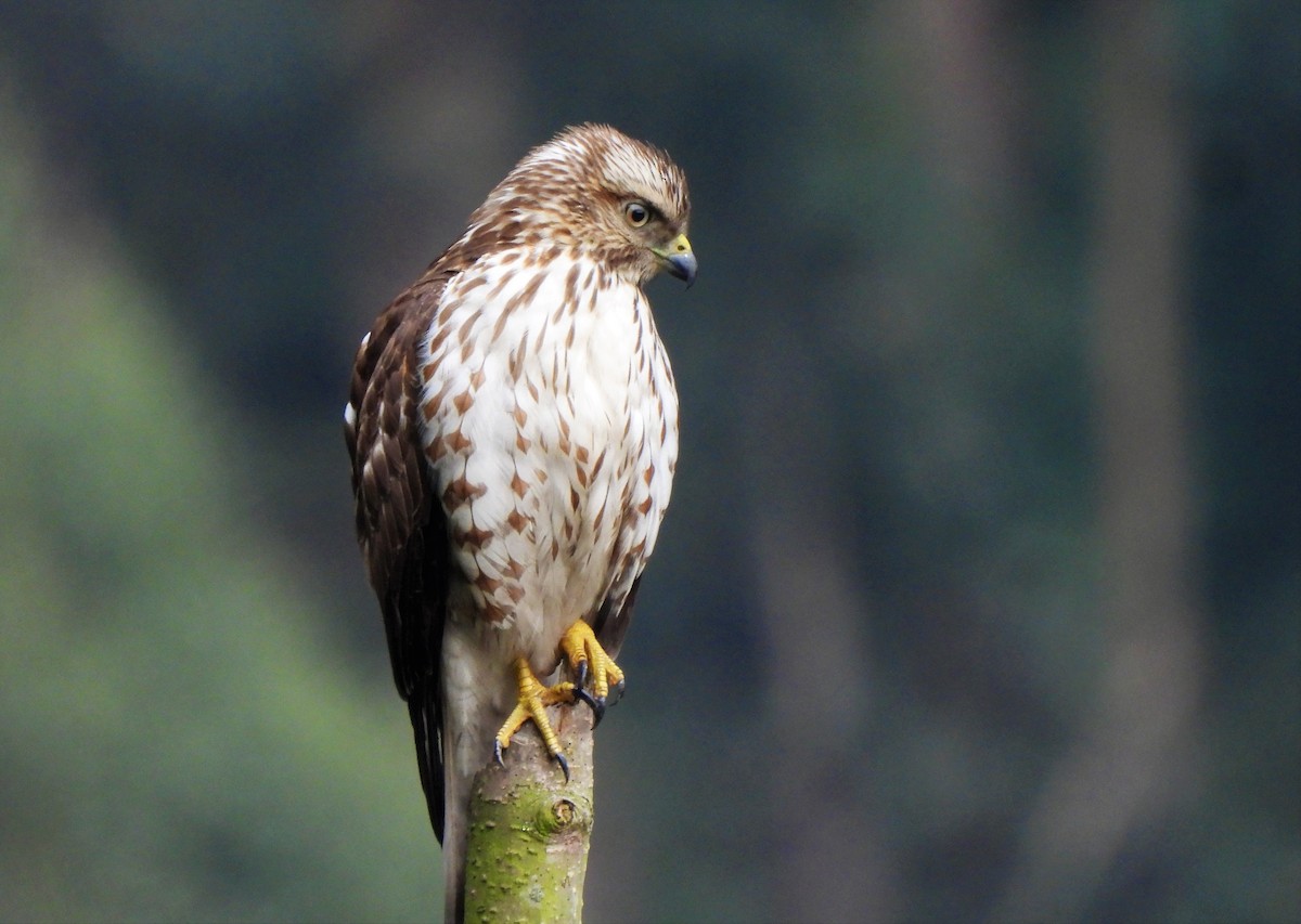 Broad-winged Hawk - ML541237001