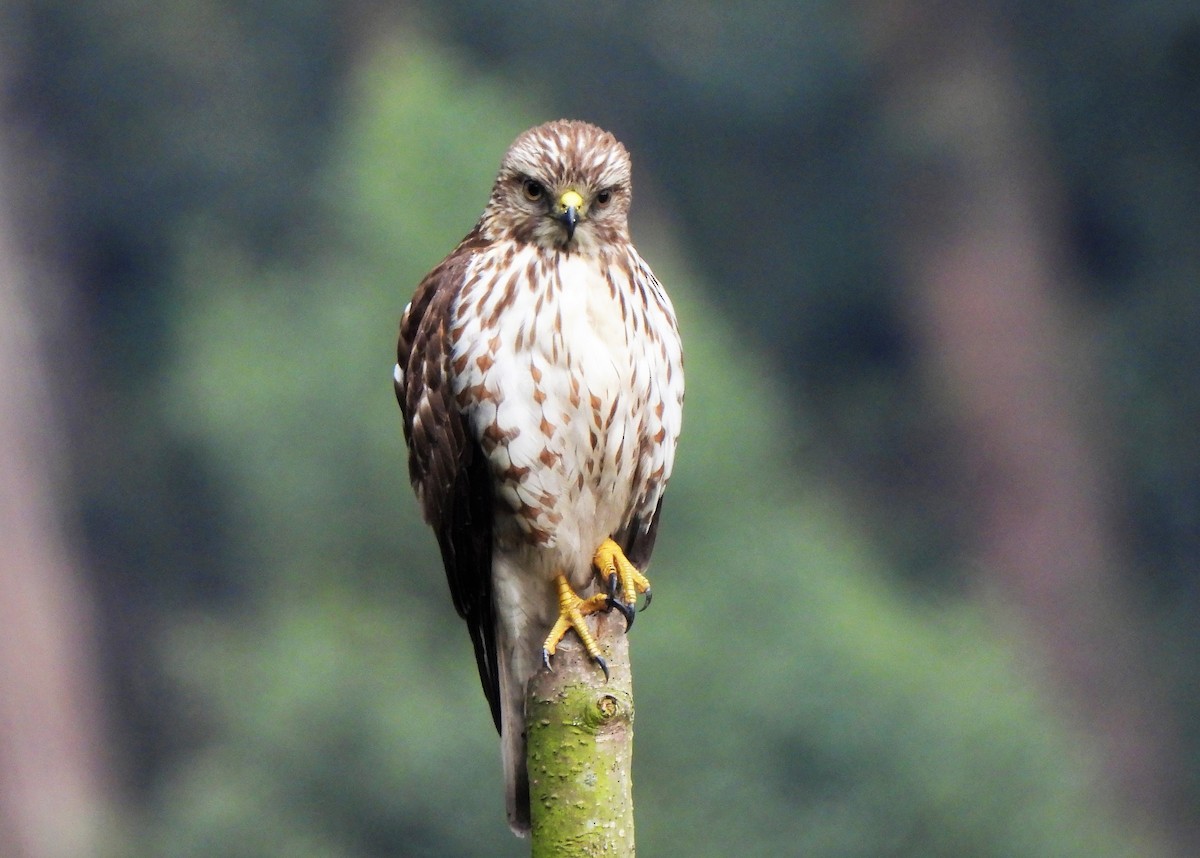 Broad-winged Hawk - ML541237011