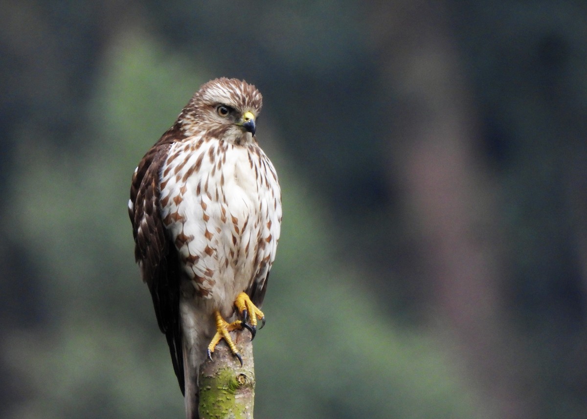 Broad-winged Hawk - ML541237021