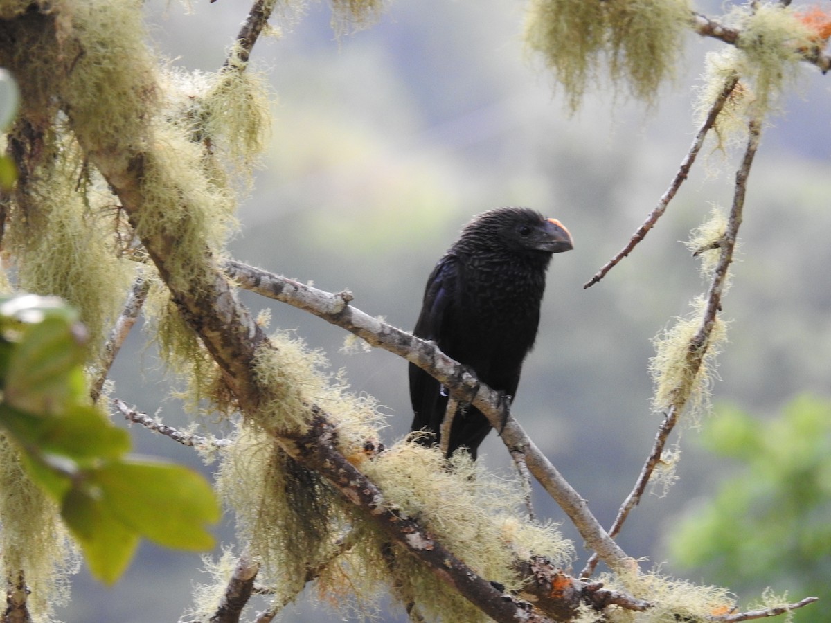 Smooth-billed Ani - ML541237971