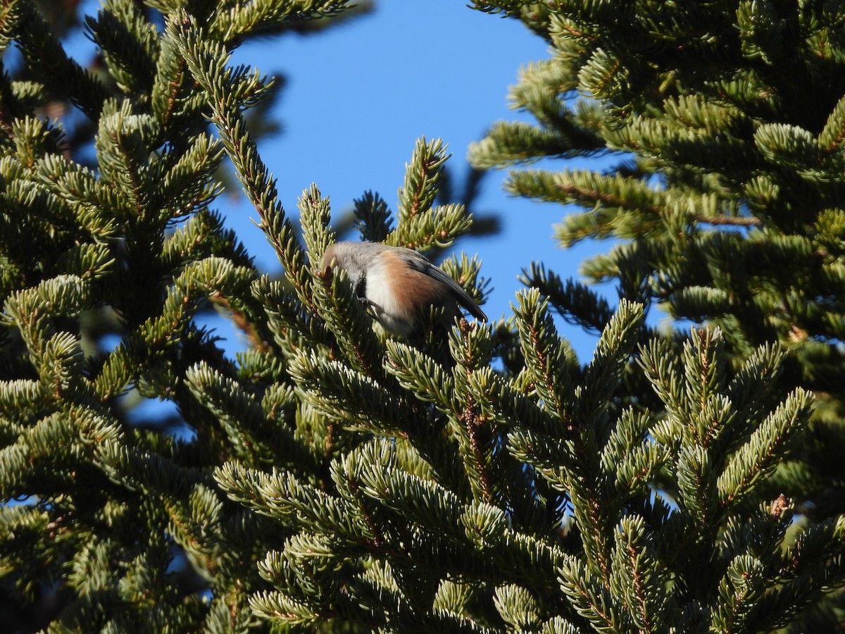 Boreal Chickadee - ML541238191