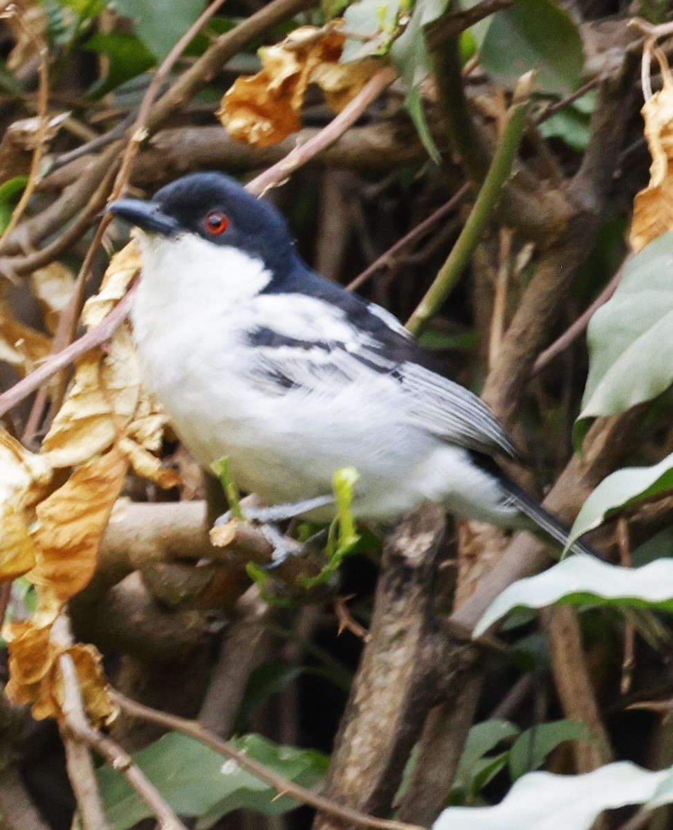 Black-backed Puffback - ML541238411