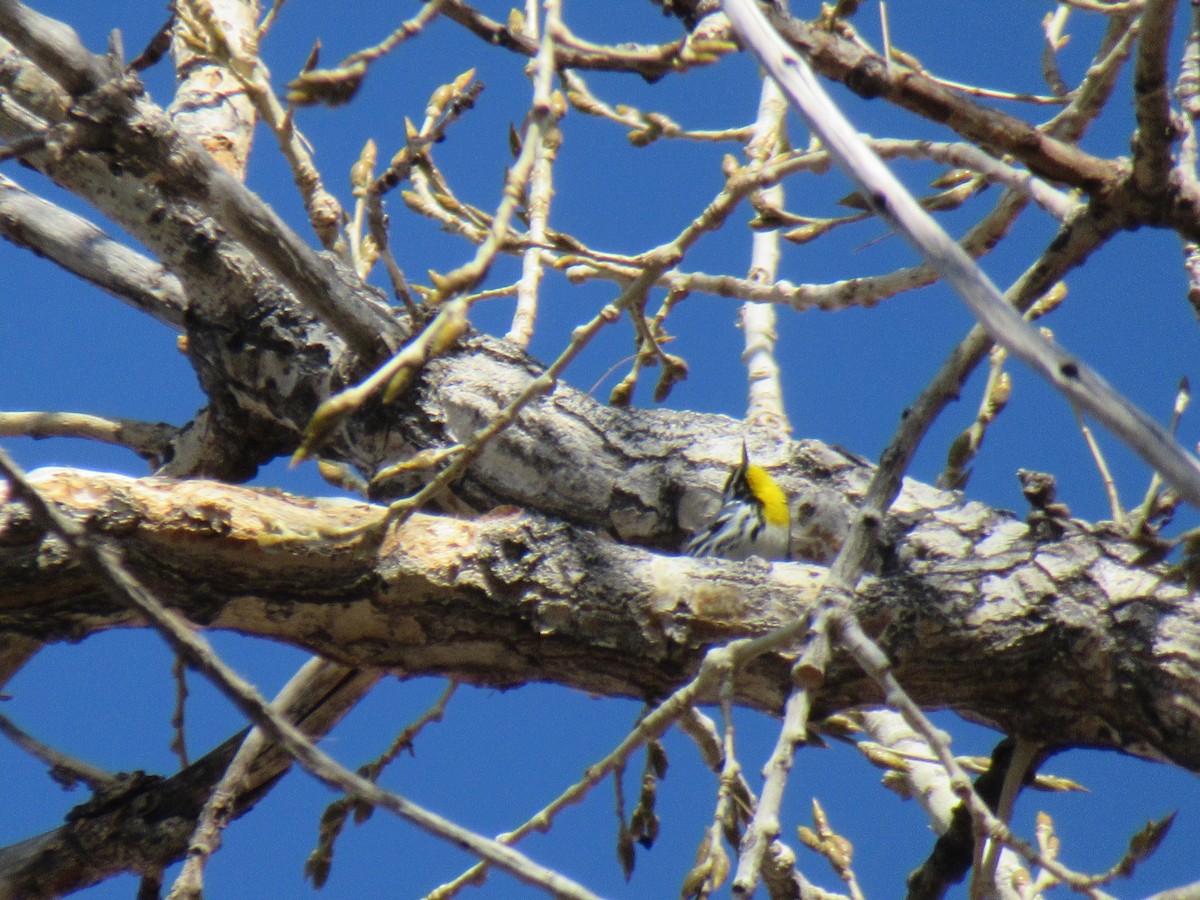 Yellow-throated Warbler - ML541239181