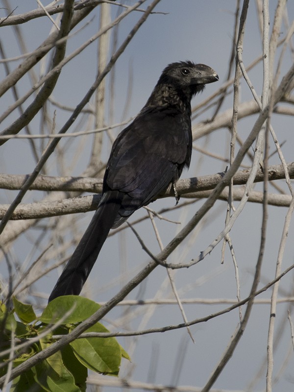 Smooth-billed Ani - ML541240091