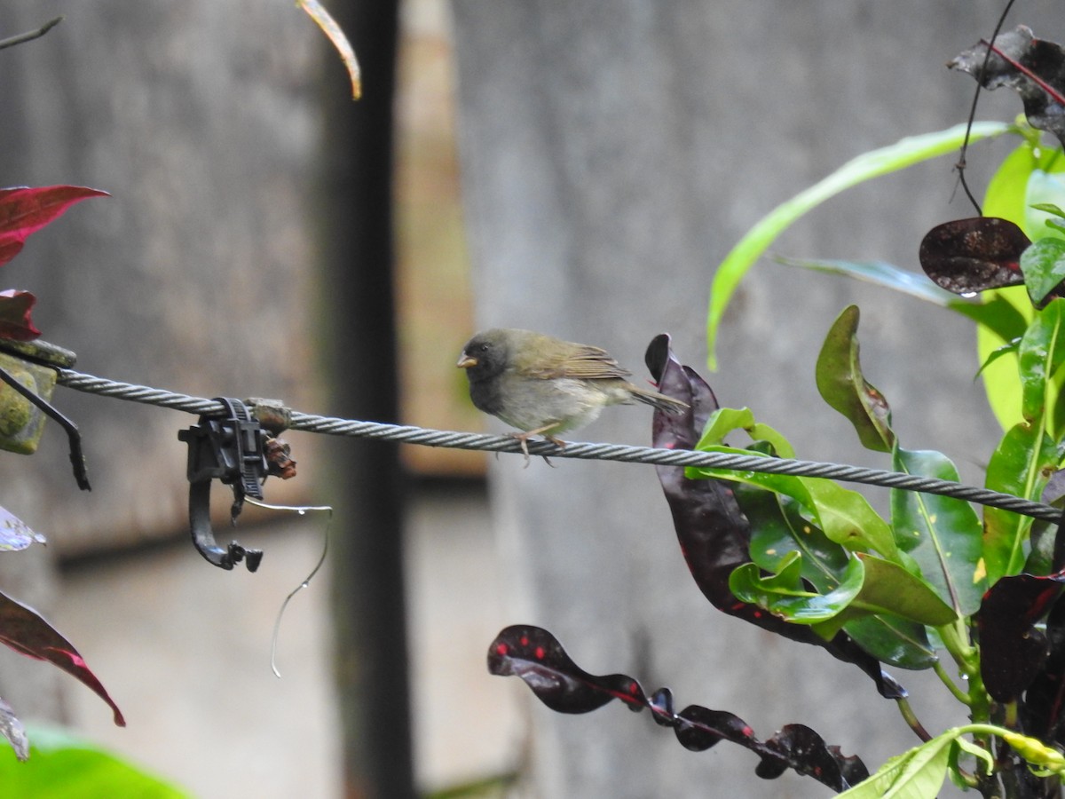 Black-faced Grassquit - Mark Philippart