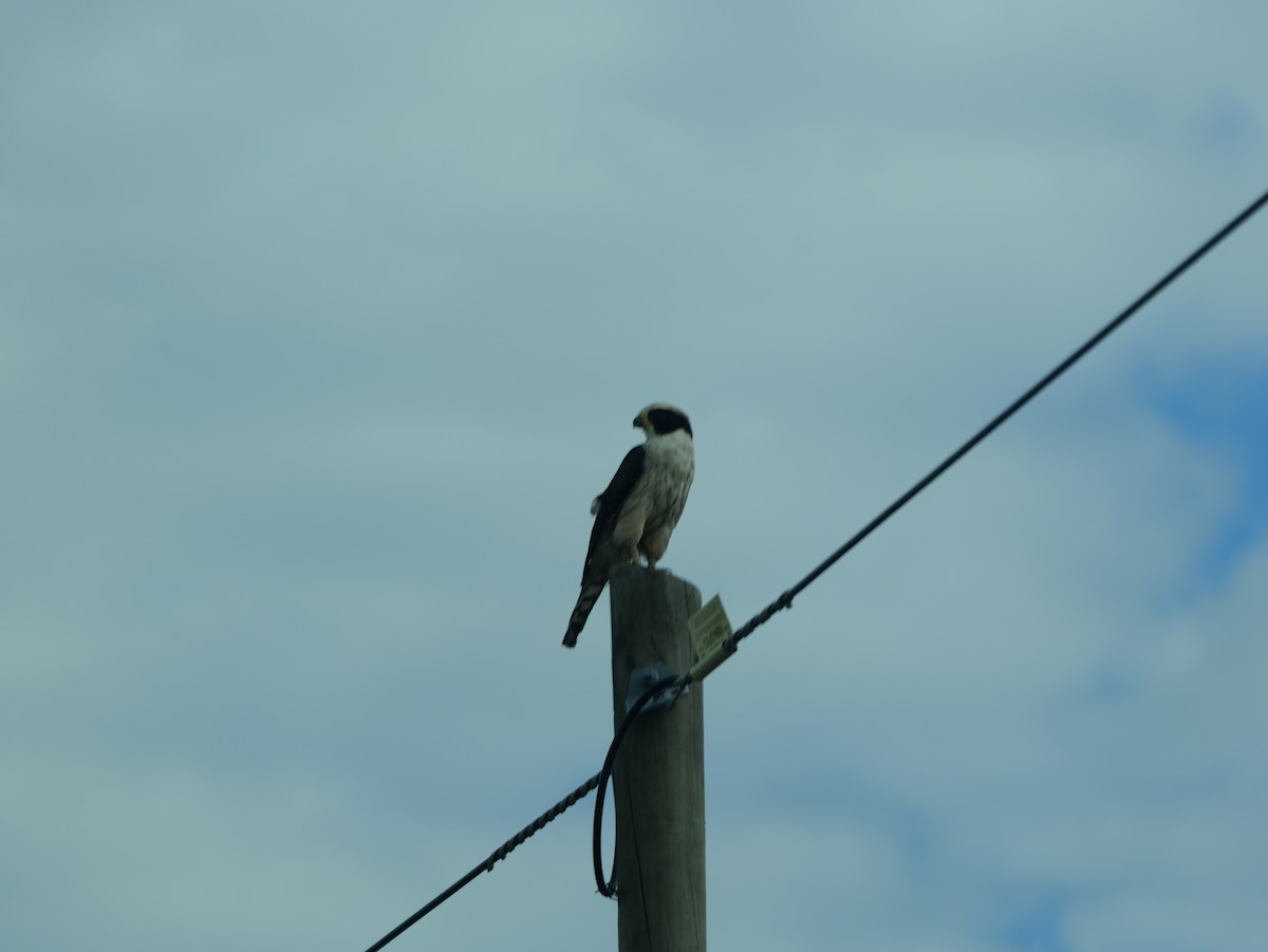 Laughing Falcon - Barbara Coll