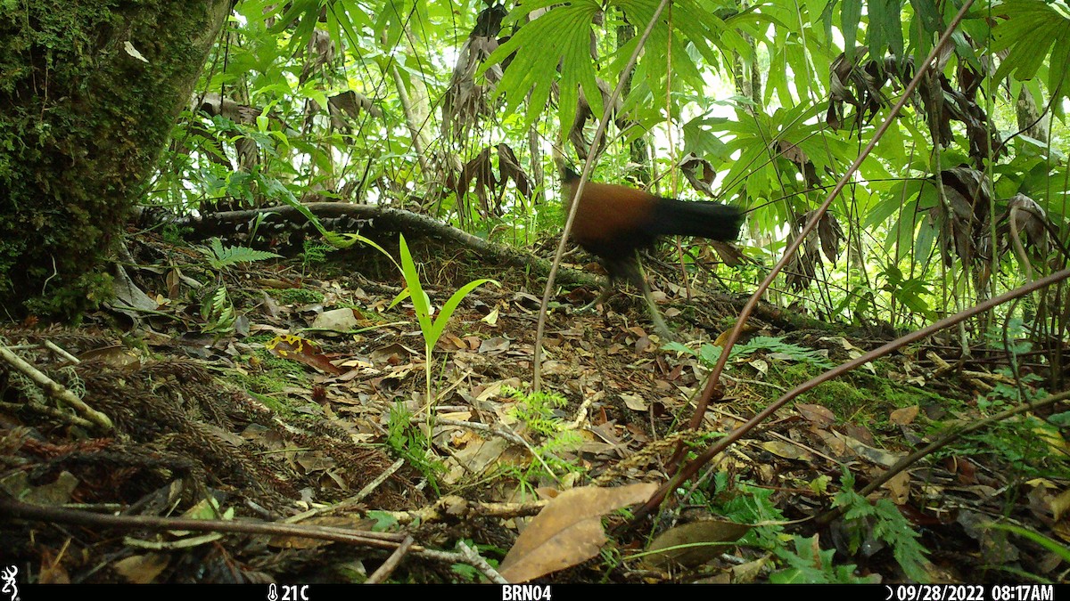 Pheasant Pigeon - ML541241121