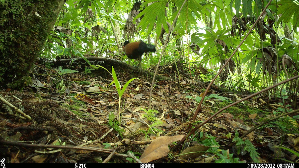 Pheasant Pigeon - ML541241131