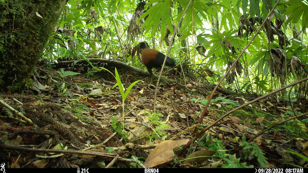 Pheasant Pigeon - ML541241141