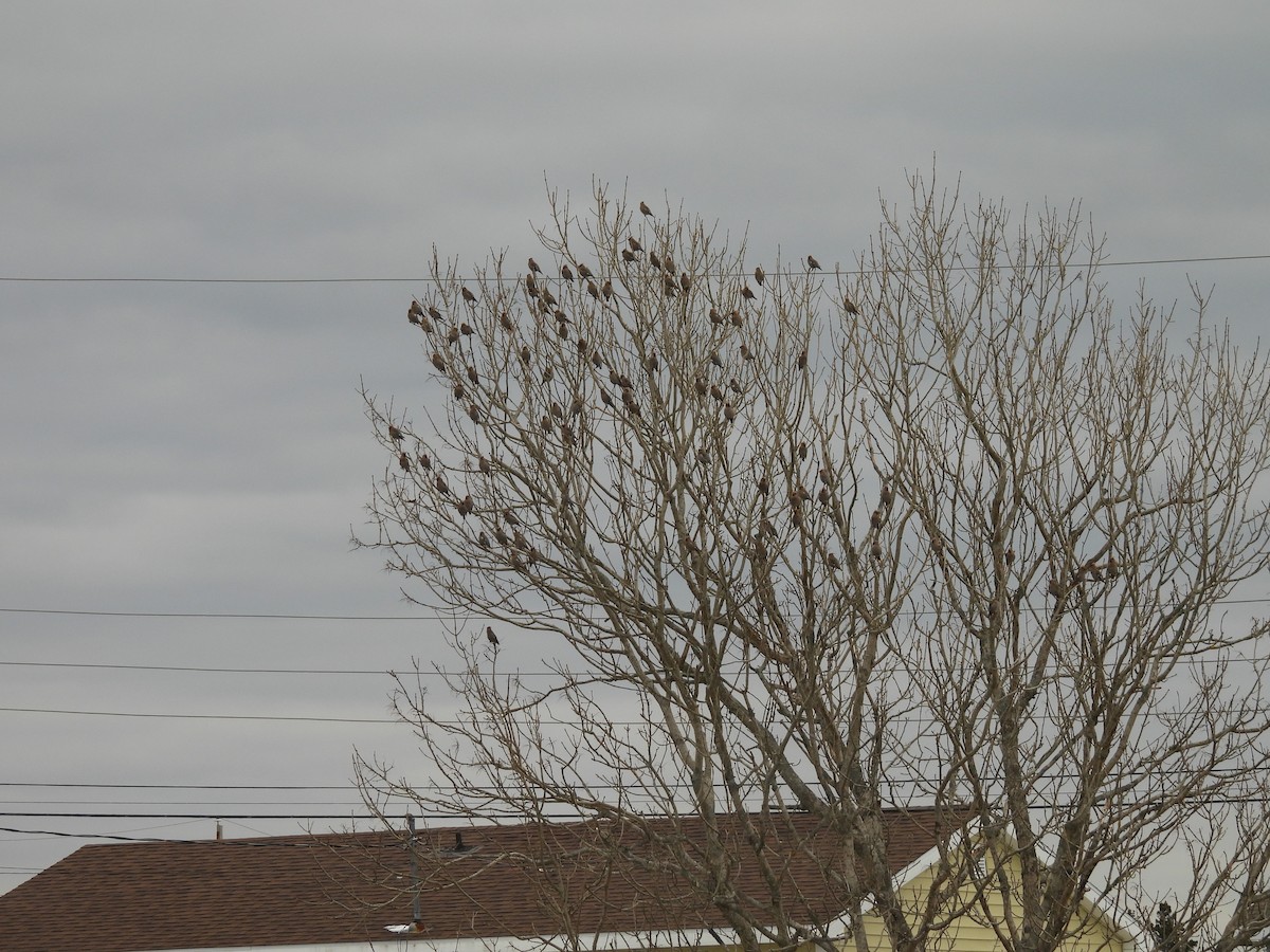 Bohemian Waxwing - ML541241241