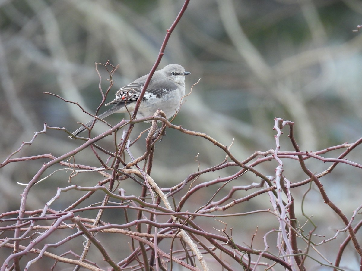 Northern Mockingbird - ML541241401