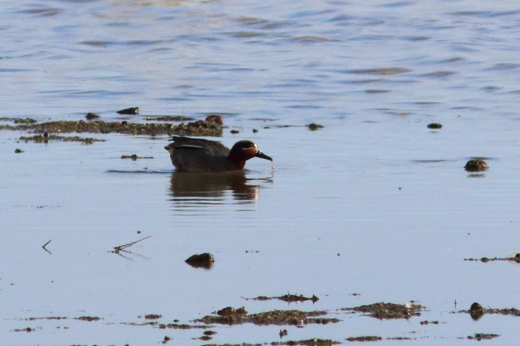 Green-winged Teal - ML541241541