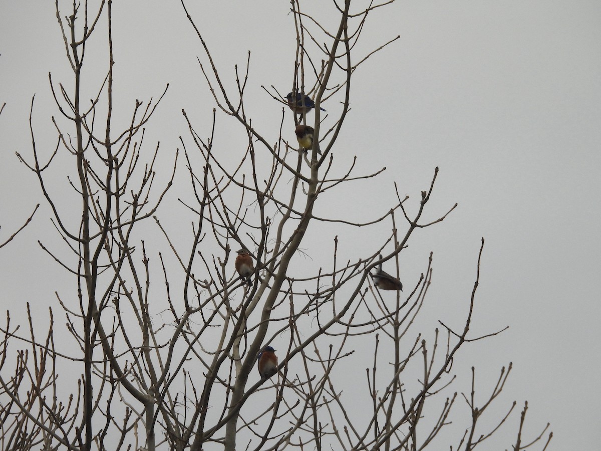 Eastern Bluebird - ML541241741