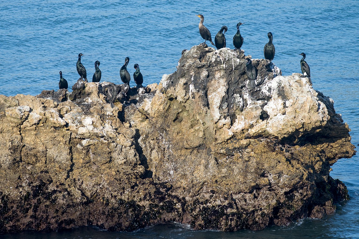 Pelagic Cormorant - Bernardo Alps