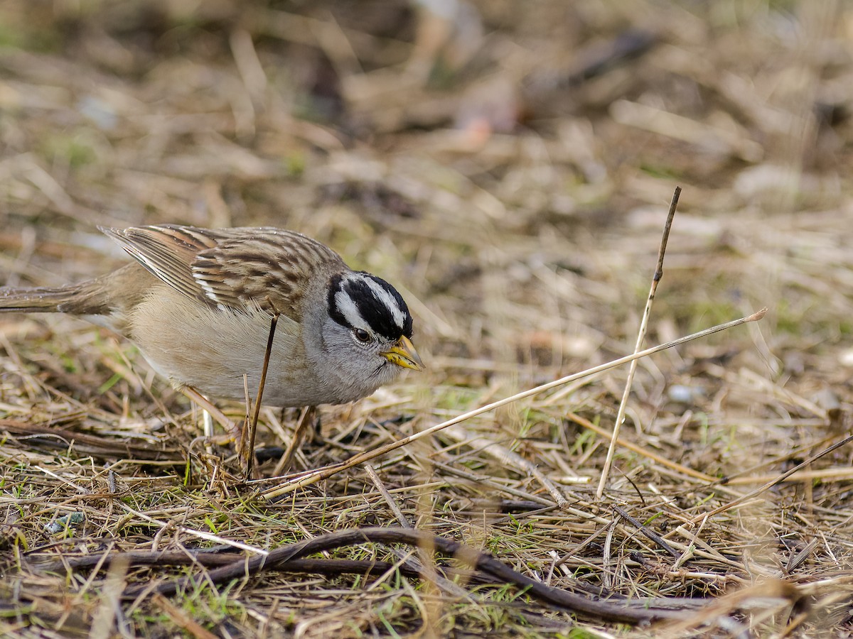 White-crowned Sparrow - ML541242341