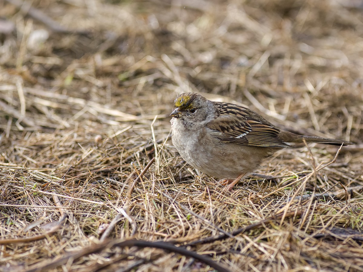 Golden-crowned Sparrow - ML541242381