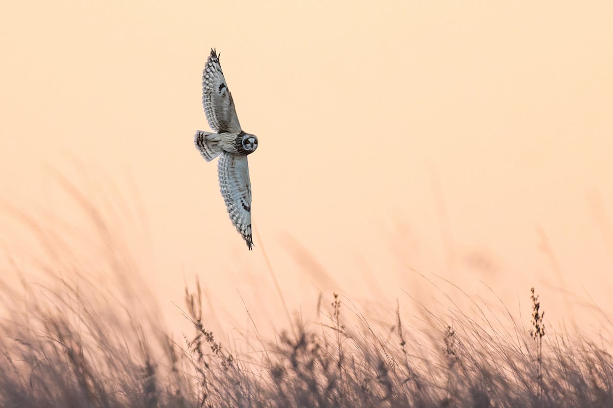 Short-eared Owl - Mitchell Goldfarb
