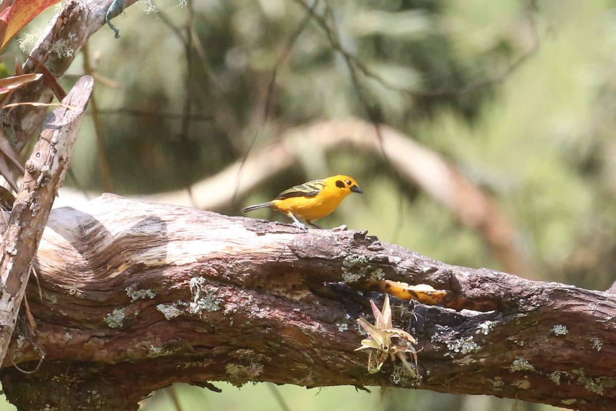 Golden Tanager - Charles Davies