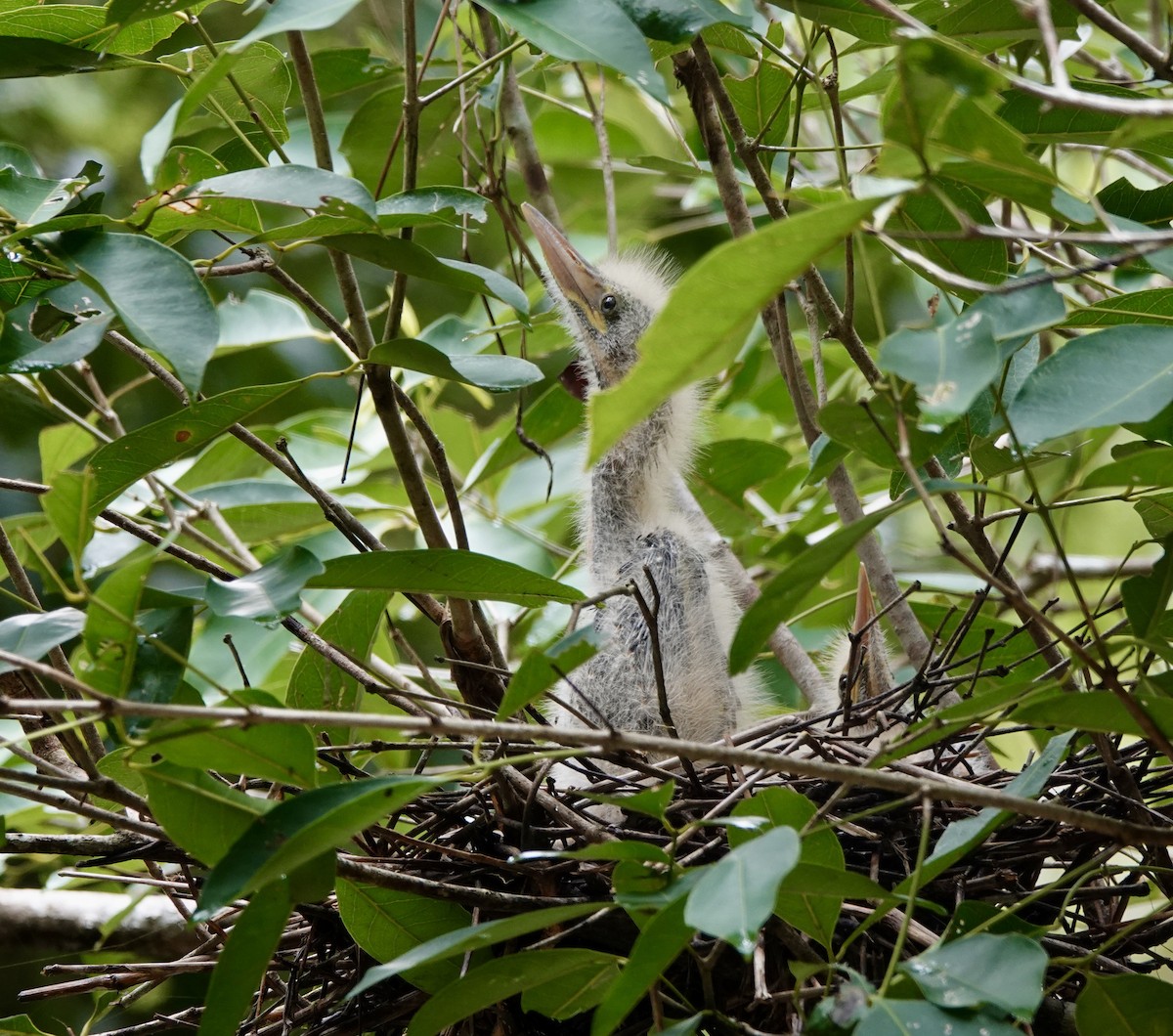 Black Bittern - ML541242811