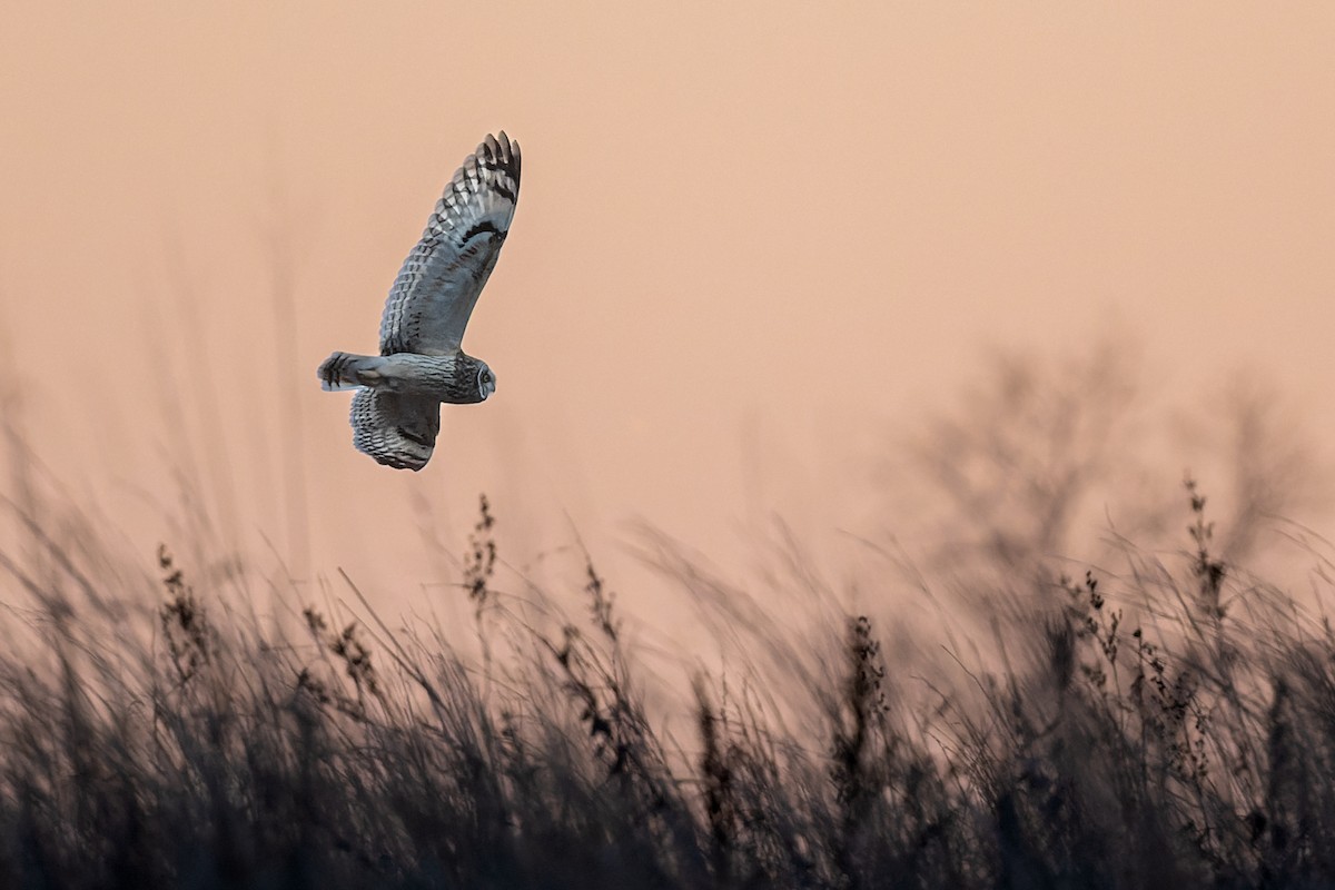 Short-eared Owl - ML541242851