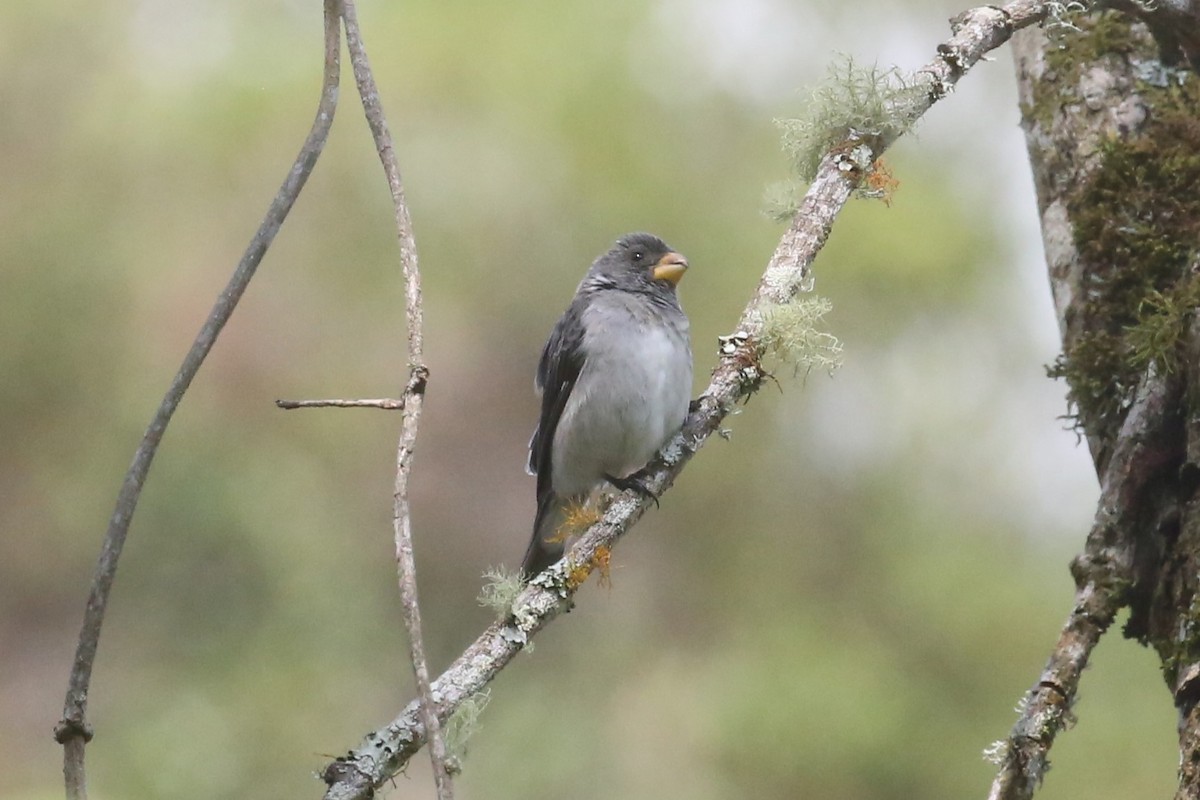 Gray Seedeater - ML541242871