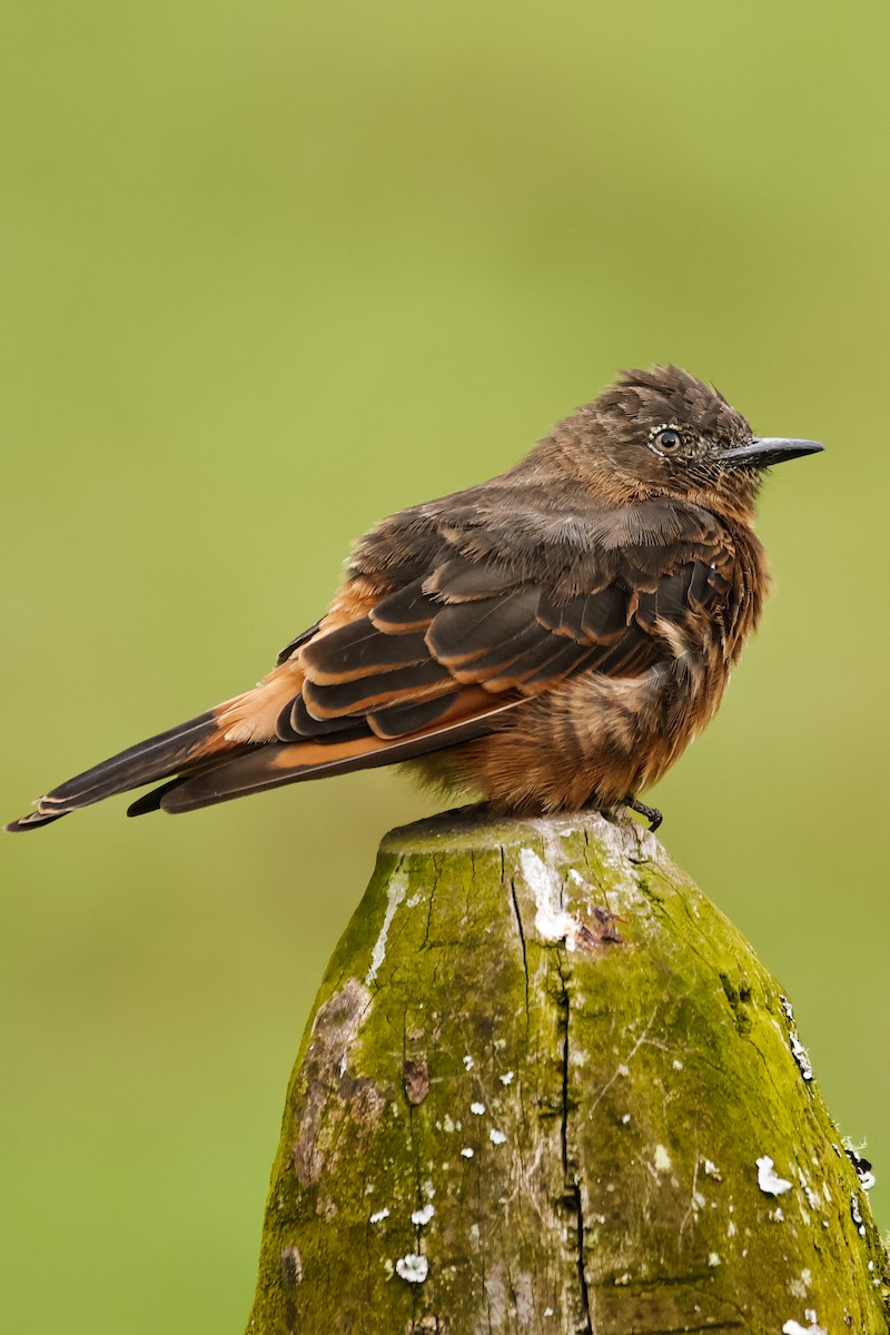 Cliff Flycatcher - Christine Mazaracki