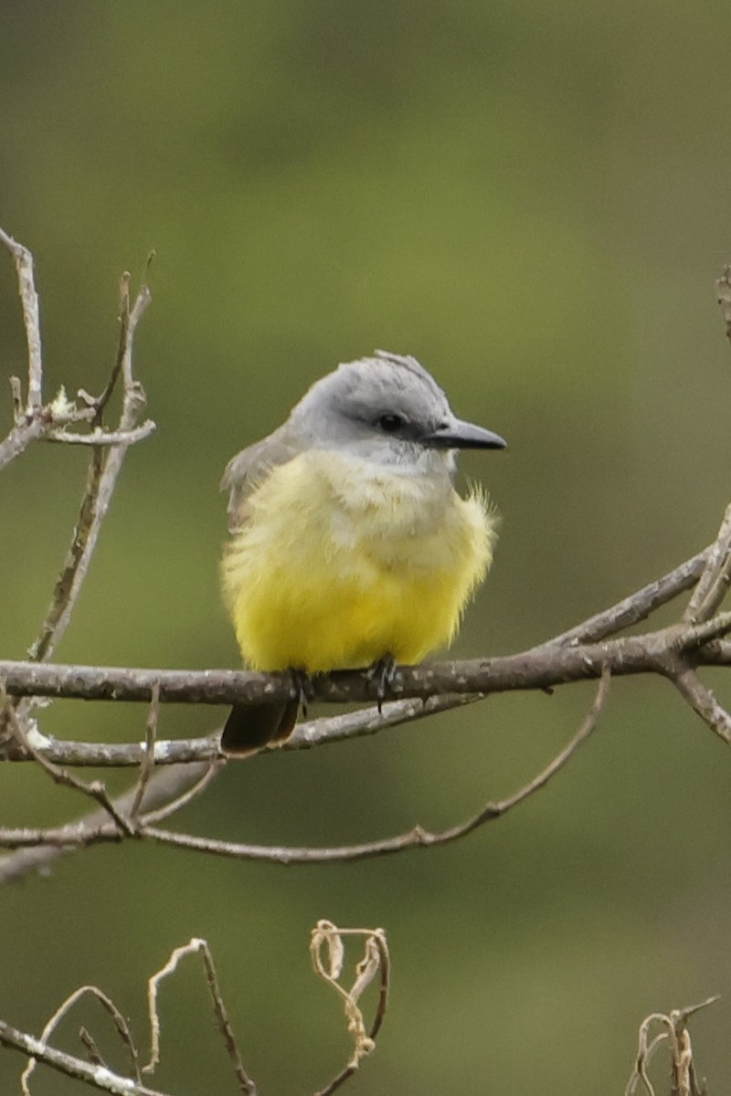 Tropical Kingbird - ML541243461