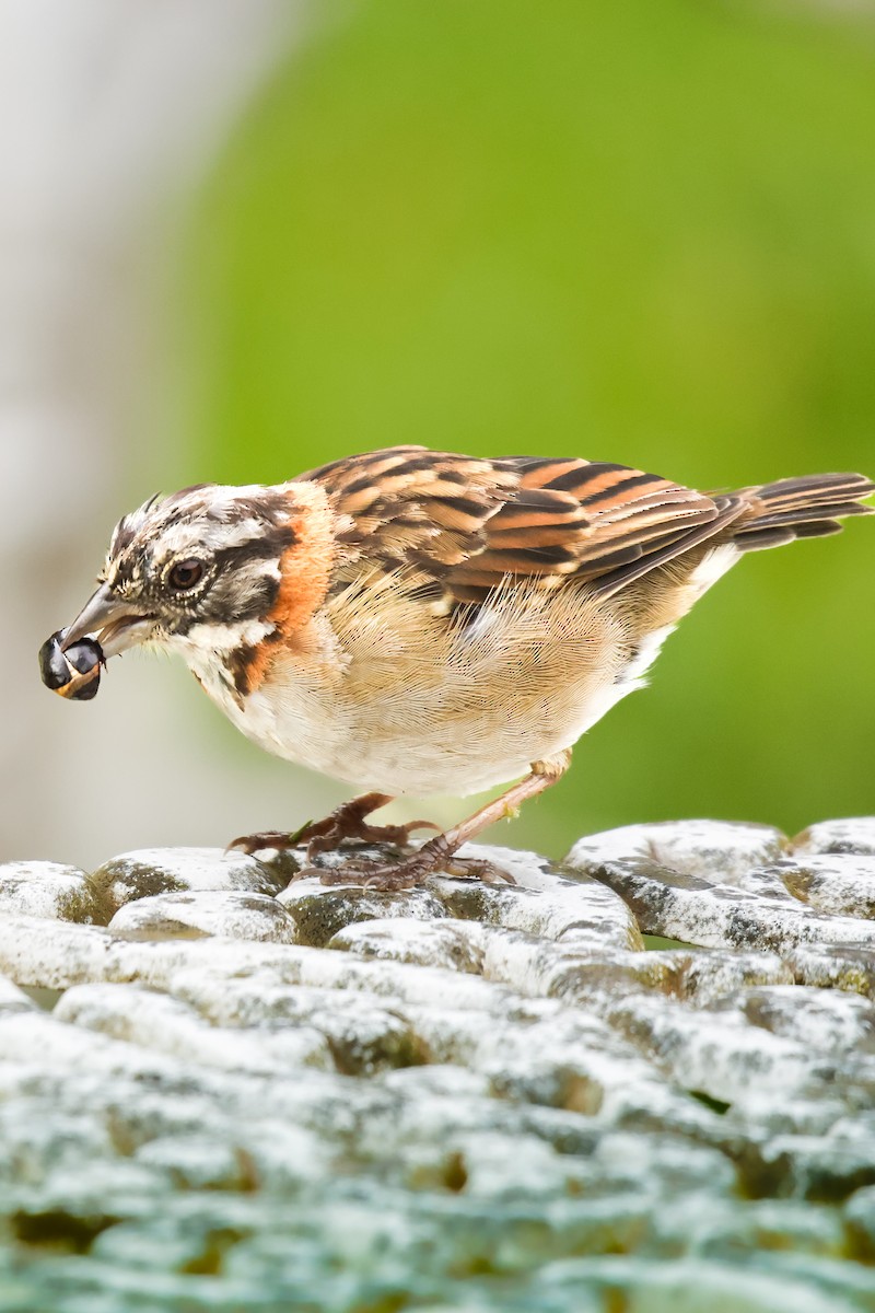 Rufous-collared Sparrow - Christine Mazaracki