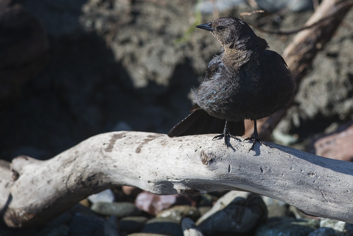 Brewer's Blackbird - Bernardo Alps