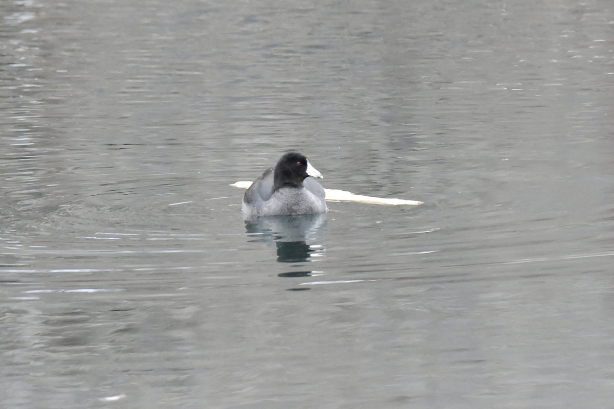 American Coot - ML541246091