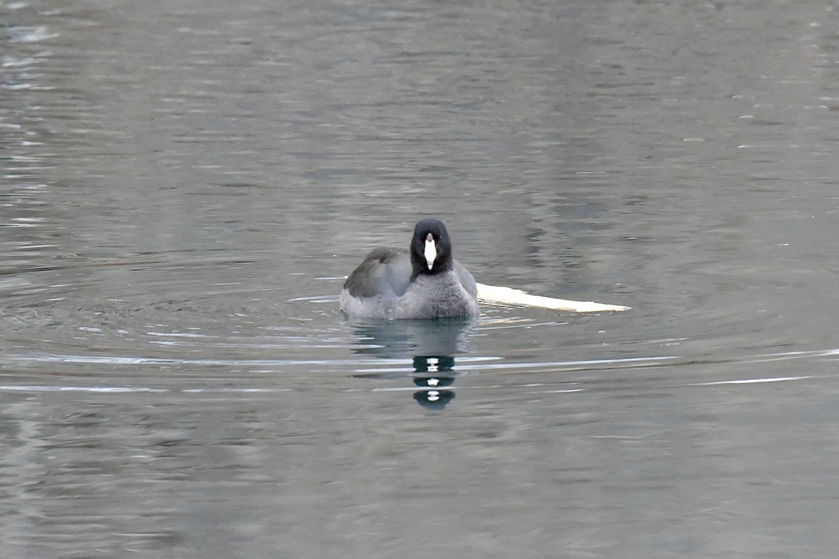 American Coot - ML541246101