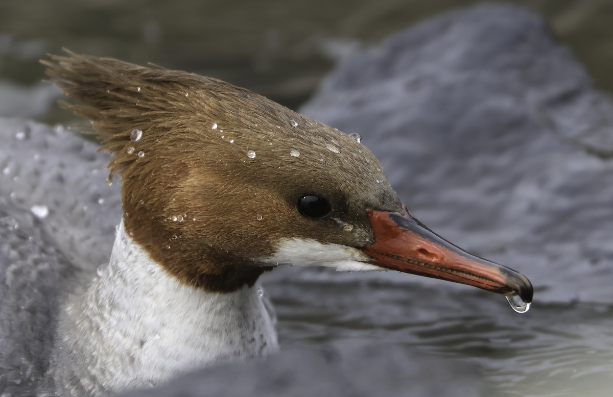 Common Merganser - ML541247671