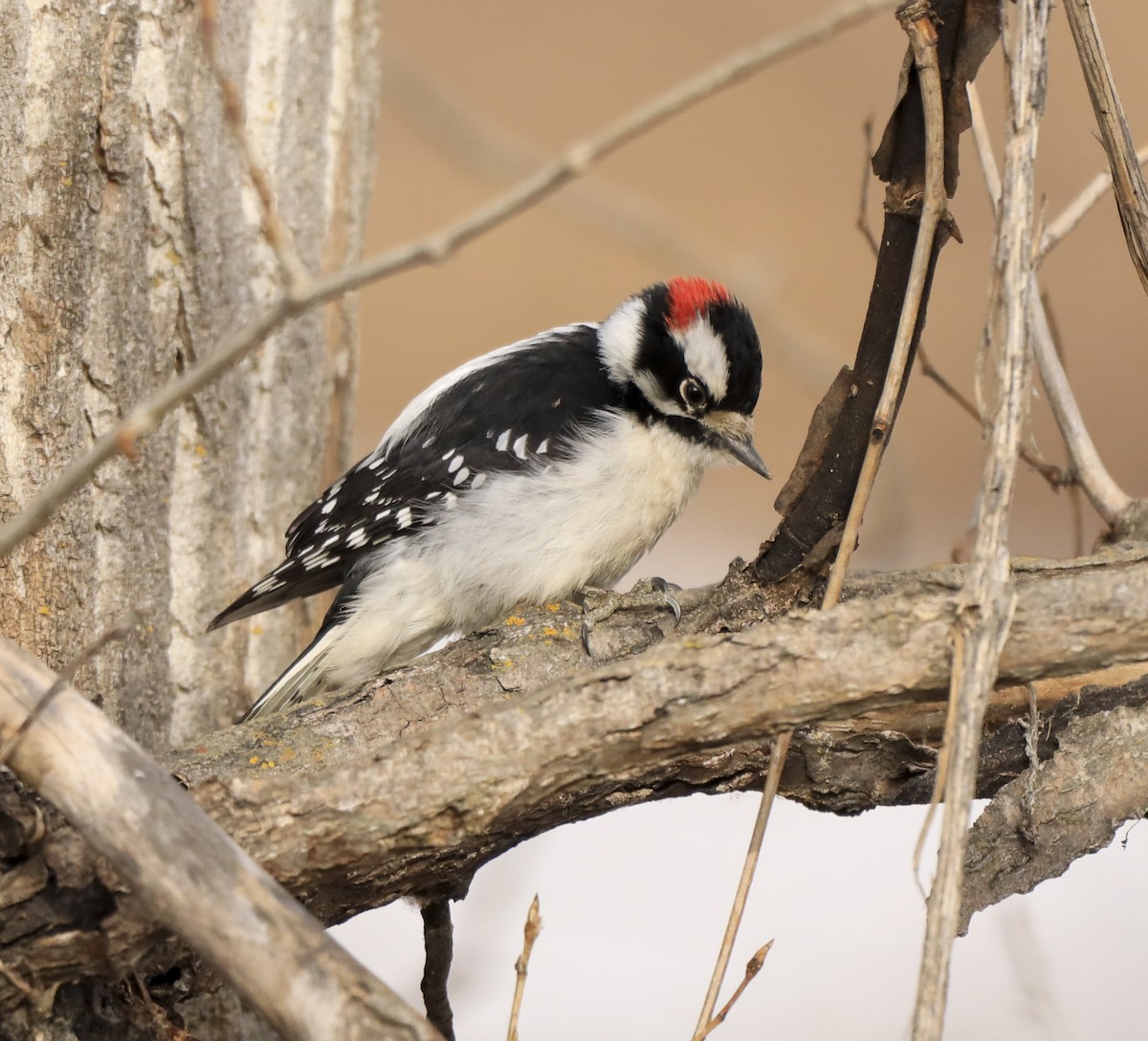 Downy Woodpecker - Karen Blumel