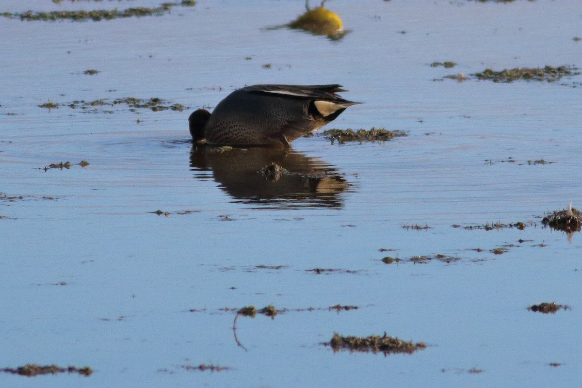 Green-winged Teal - ML541247971