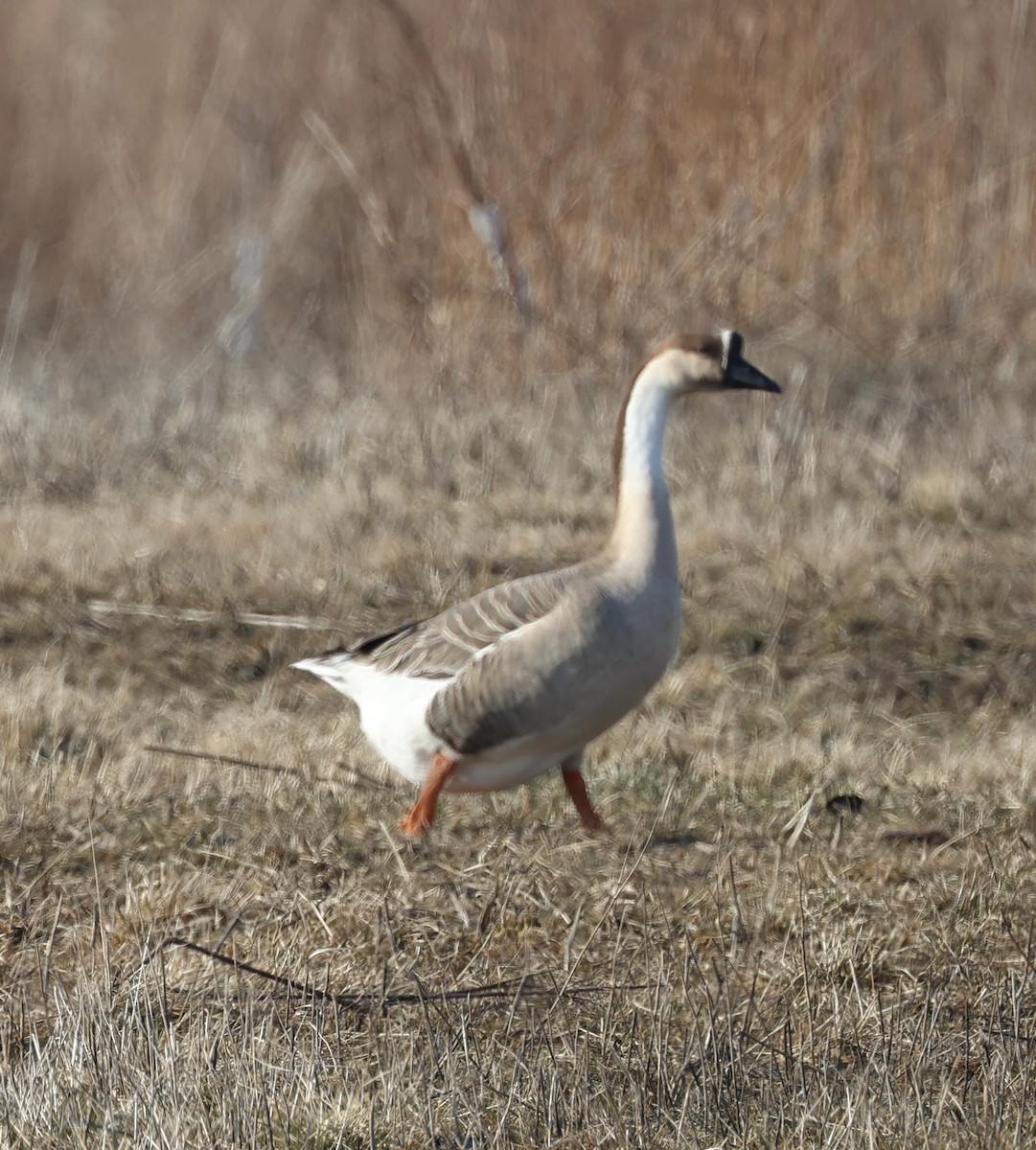 Swan Goose - ML541248291