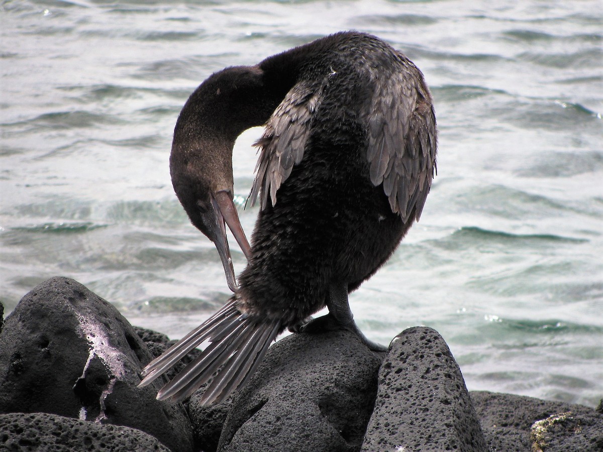 Flightless Cormorant - Derek Hudgins