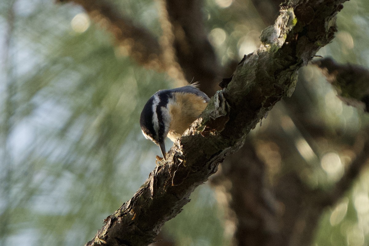 Red-breasted Nuthatch - ML541249611