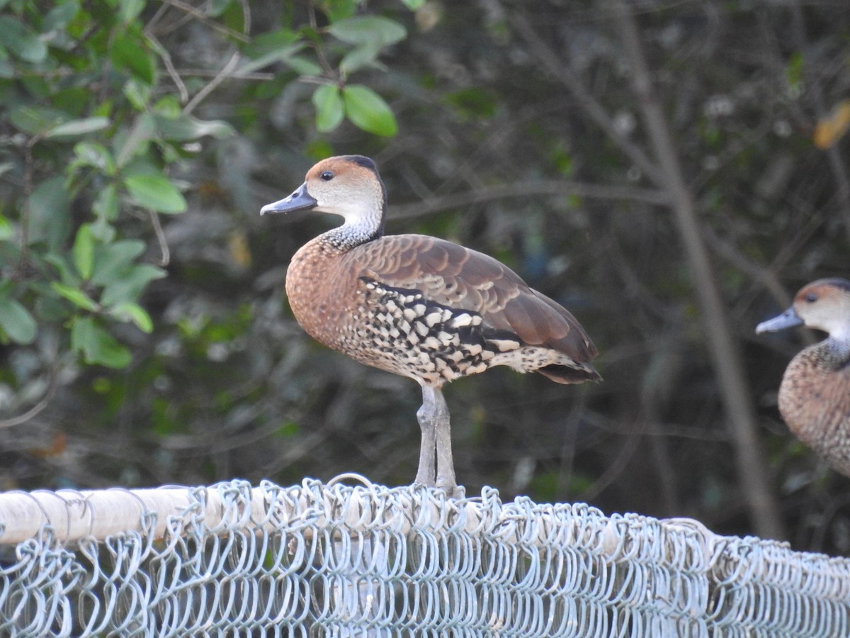 West Indian Whistling-Duck - ML541249951