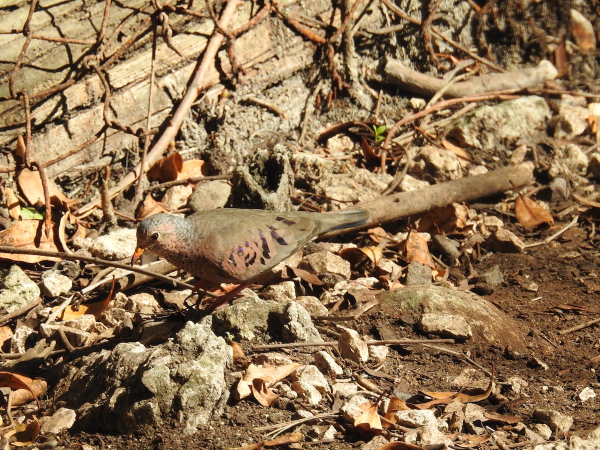 Common Ground Dove - ML541250131