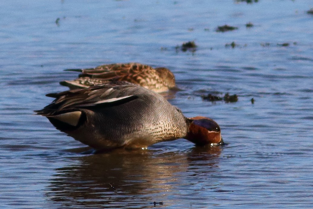 Green-winged Teal - ML541250171