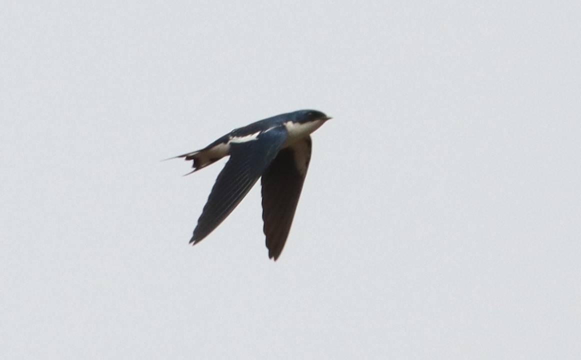 Pied-winged Swallow - Marc Languy