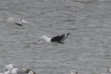 Great Black-backed Gull - ML541251491