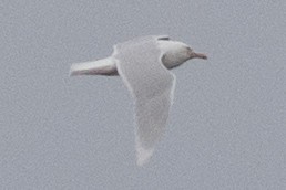 Glaucous Gull - ML541253561