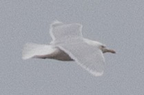 Glaucous Gull - ML541253571