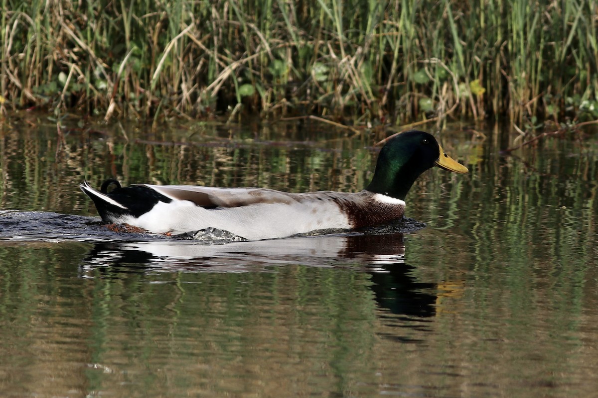 Canard colvert - ML541254581