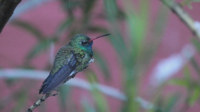 Colibrí Piquiancho Común - ML541255031