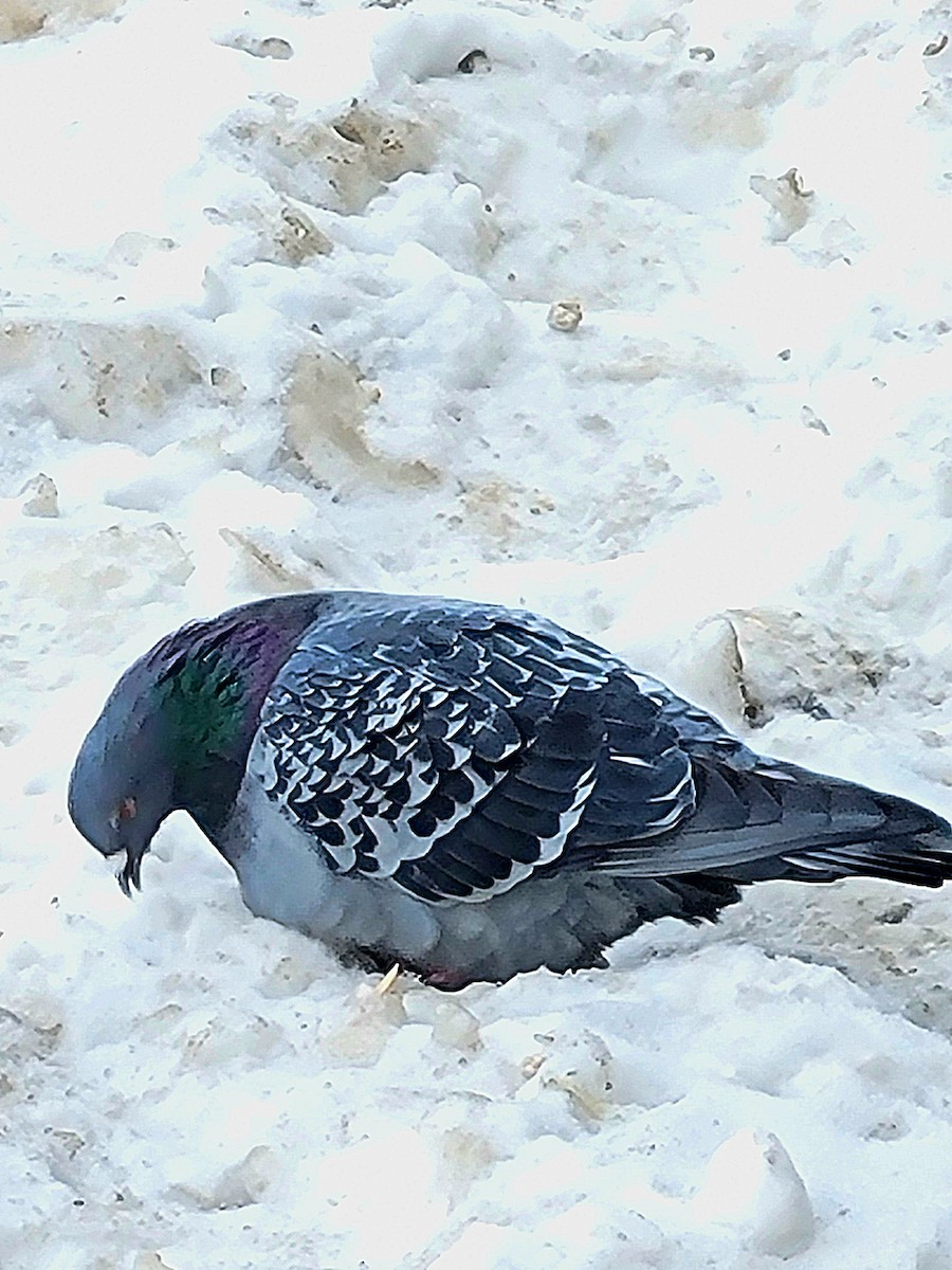 Rock Pigeon (Feral Pigeon) - ML541255161